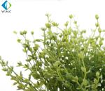 Living Room Artificial Green Plants 20cm Height Customized Design