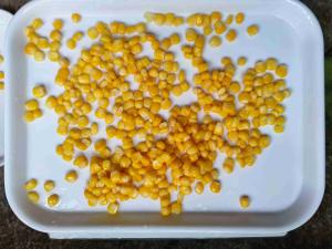 Quality Scrumptious Manually Selected Super Sweet Canned Yellow Corn wholesale