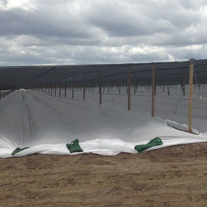 1-3% Uv Resistant Spunbond Non Woven Fabric For Agriculture Plant