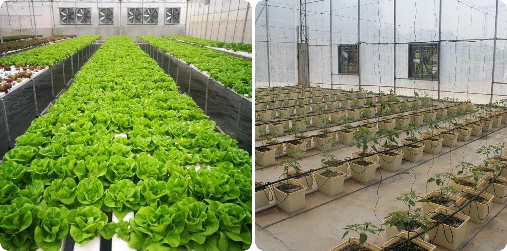 Cheap Custom Arch Green House Plastic Film Multi Span Agriculture Greenhouse For Vegetable