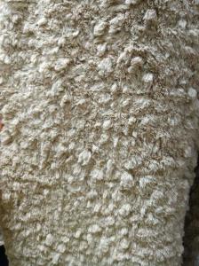 Quality Camel Cut Flower Warp Knitted Fabric 610gsm wholesale