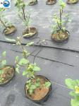 Black Mulch Mat, Landscape Fabric, Membrance Ground Cover, Weed Control Fabric