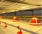 Automatic Layer Battery Chicken Cages 4 Tiers 5 Tiers Agricultural Poultry