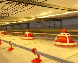 Quality Modern Automatic Broiler Chicken Farming Equipment H Type Poultry Broiler Cage wholesale