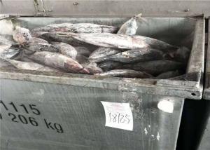 Quality Omega 3 Natural Color 500g 1.8kg A Grade Fresh Skipjack Tuna wholesale