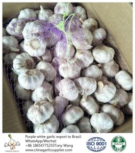Quality China garlic to Brazil wholesale