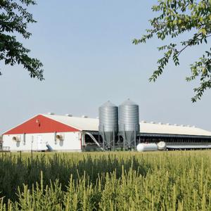 Quality Metal Frame Steel Structure Cow Shed Prefabricated Farm Shed Building wholesale