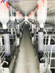 Stainless Steel Piggery Farm Equipment Automatic Pig Feeder / Double Pig Trough