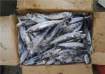 Scomber Japonicus Under 18 Degree 300g Fresh Frozen Mackerel