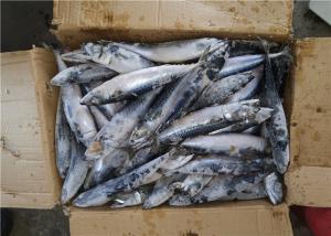 Quality Scomber Japonicus Under 18 Degree 300g Fresh Frozen Mackerel wholesale