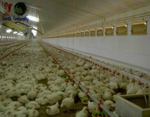 Quality Broiler Poultry Feed, India Broiler Poultry Feed Suppliers wholesale