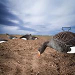 Silhouette Specklebelly Goose Hunting Decoy Custom Plastic Anti Reflective PP