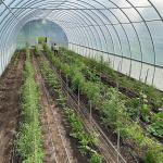 Steel Frame Polyethylene Film Singlespan Greenhouse For Agriculture Farming