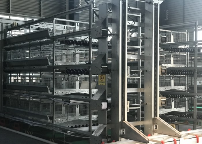 High Tech Automatic Broiler Feeding System Increase Survival Rate ISO9001 Certification