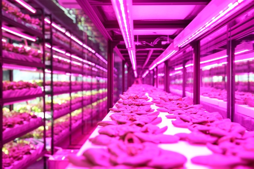 2.7umol/J 3000K Led Veg Light For Indoor Plant