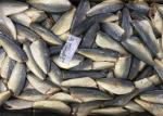 Trachurus Japonicus Pacific 45G HGT Frozen Horse Mackerel