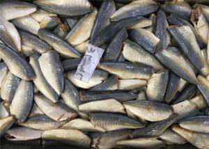 Quality Trachurus Japonicus Pacific 45G HGT Frozen Horse Mackerel wholesale