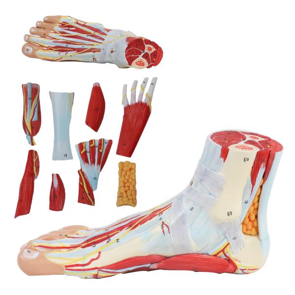 Life size Anotomy Didactic Research Medical School Campus Hospital Rehabilitatio
