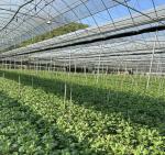 Revolutionize Agriculture with PVC Pipe Drip Irrigation Greenhouse and Fast