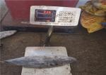 Delicious Bulk 3.4kg Frozen Skipjack Tuna With Omega 3