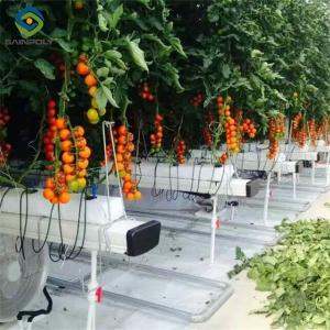 Quality Vegetable Growing Multispan Tomato Greenhouse Custom Large Size wholesale