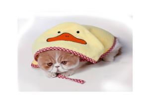 Quality Multi Colored Cat Bath Towels , Super Absorbent Dog Towel Fashionable Design wholesale