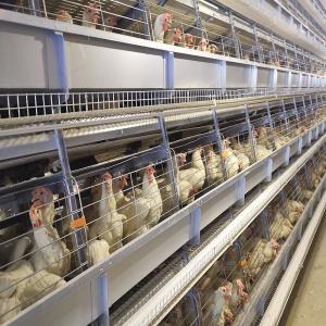 Quality 108-144Birds Poultry Cage 3-4Layers Broiler Raising Equipment wholesale