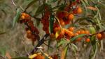 Sea buckthorn Juice Concentrate, clear type, 30.0 brix min.
