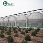 Customized Multi-span Vegetable Grow Tunnel Greenhouse for Vegetable Cultivation