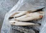 Mugil Cephalus Cephalus 1400g Healthy Frozen Grey Mullet