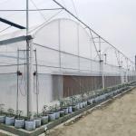 High Tunnel Large Green House Agricultural Greenhouse Hydroponic Multi-Span