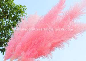 Quality 30cm 45cm 50cm Preserved Fresh Flowers Pampas Grass Natural Dried wholesale