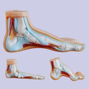 Quality Life Size 3 Parts Bow / Flat / Normal Foot Anatomy Model For Medical Teaching wholesale