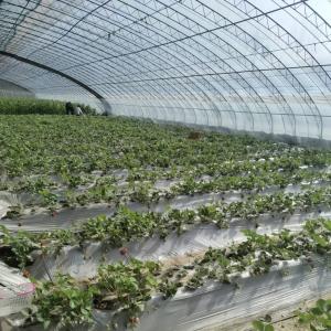 Quality Customized Request Sunlight Greenhouse Hydroponics Growing System for Flower Planting wholesale