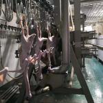 Stainless Steel 304 Turkey Slaughtering Machine Poultry Slaughterhouse Plant