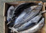 Seafrozen Katsuwonus Pelamis Whole Round Fresh Skipjack Tuna