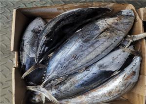 Quality Seafrozen Katsuwonus Pelamis Whole Round Fresh Skipjack Tuna wholesale