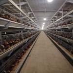 Battery Cages For Laying Hens In This Poultry Farmhouse Are Hot-dip Galvanized