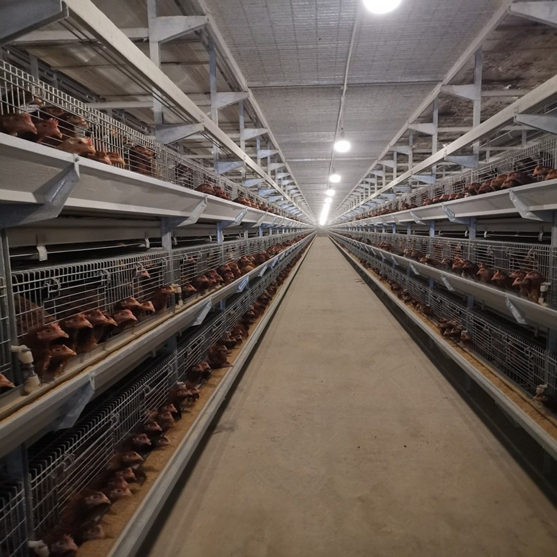 Poultry Farm Layer Cage H Type Full Automatic Chicken 6Tiers
