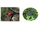Customized Greenhouse Irrigation System Chemical Corrosion Resistant