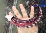 Iqf Seasoned Squid Tentacle