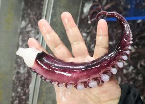 Quality Iqf Seasoned Squid Tentacle 10 Kg Net Weight Shelf Life 24 Months wholesale
