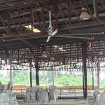 Powerful 1.5KW Ceiling Fan 5.5m 18FT for Farm Air Cooling and Industrial