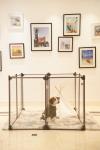 Removable Foldable Clear Puppy Metal Fencing For Pets Playing