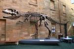 Huge Complete Dinosaur Fossil Model For Shopping Mall / Open Air Museum