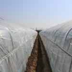 Agriculture Single Tunnel Plastic Film Greenhouse for Strawberry Planting
