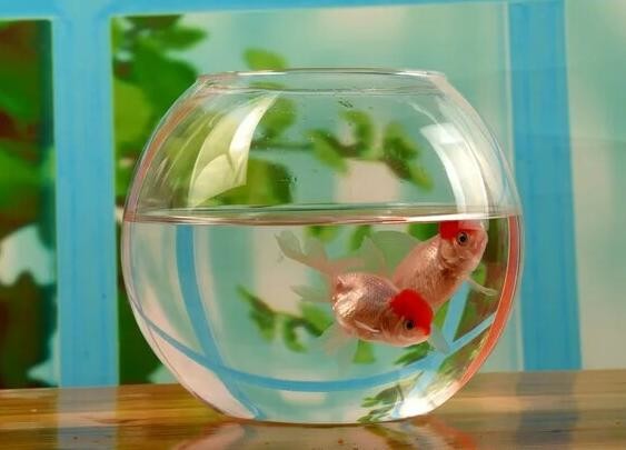 hand blow glass terrarium fish tank decoration glass container 10cm diameter and other size