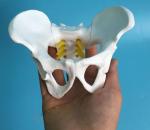 Plastic Mini 13x9x9cm Female Pelvis Model For Medical Teaching