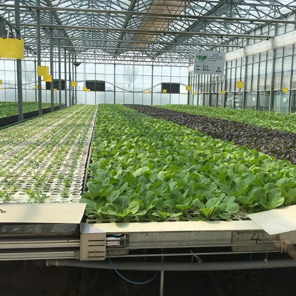 Food Grade PVC Planting Trough for Large-Scale Hydroponic Greenhouse Growing
