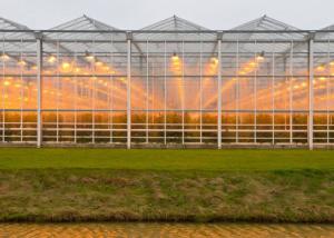 Quality High Transmittance Plastic Panels Greenhouse Light Steel Structure Frame wholesale